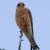 Falco vespertinus